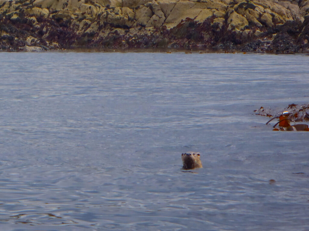 Otter checking out a stranger