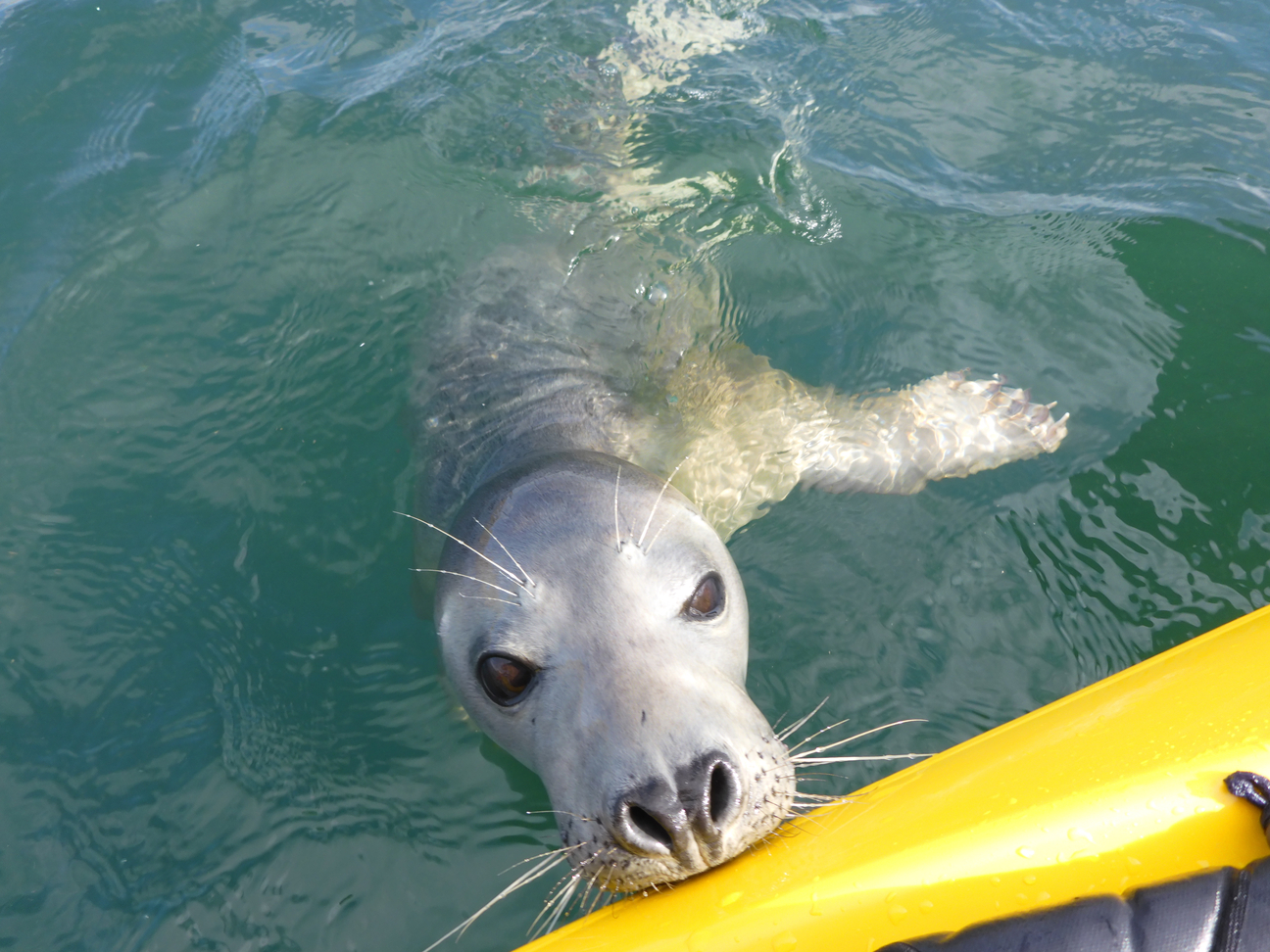 Seal touching bow of yellow kayak