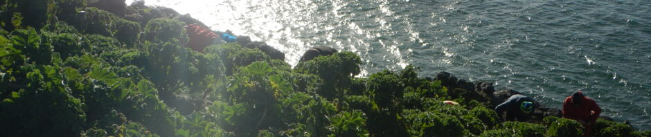 Mallow Birds/Cake By The Ocean 18 February 2024