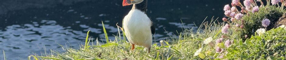 Staffa and Treshnish, 14-18 May 2025